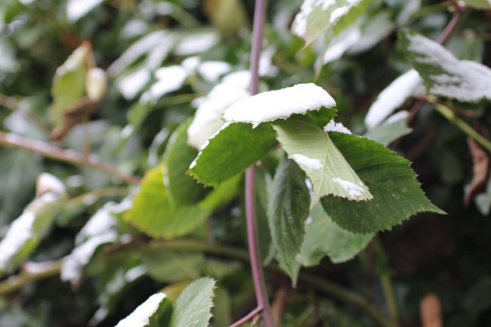 Brombeere