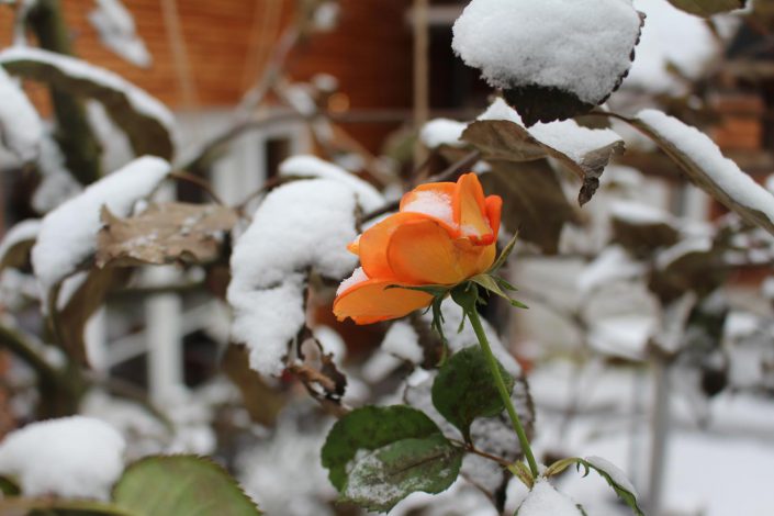 Rose2