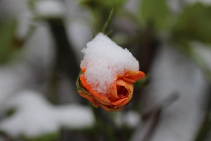 Rose3
