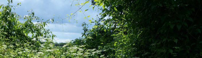 Banner-Mustersuche